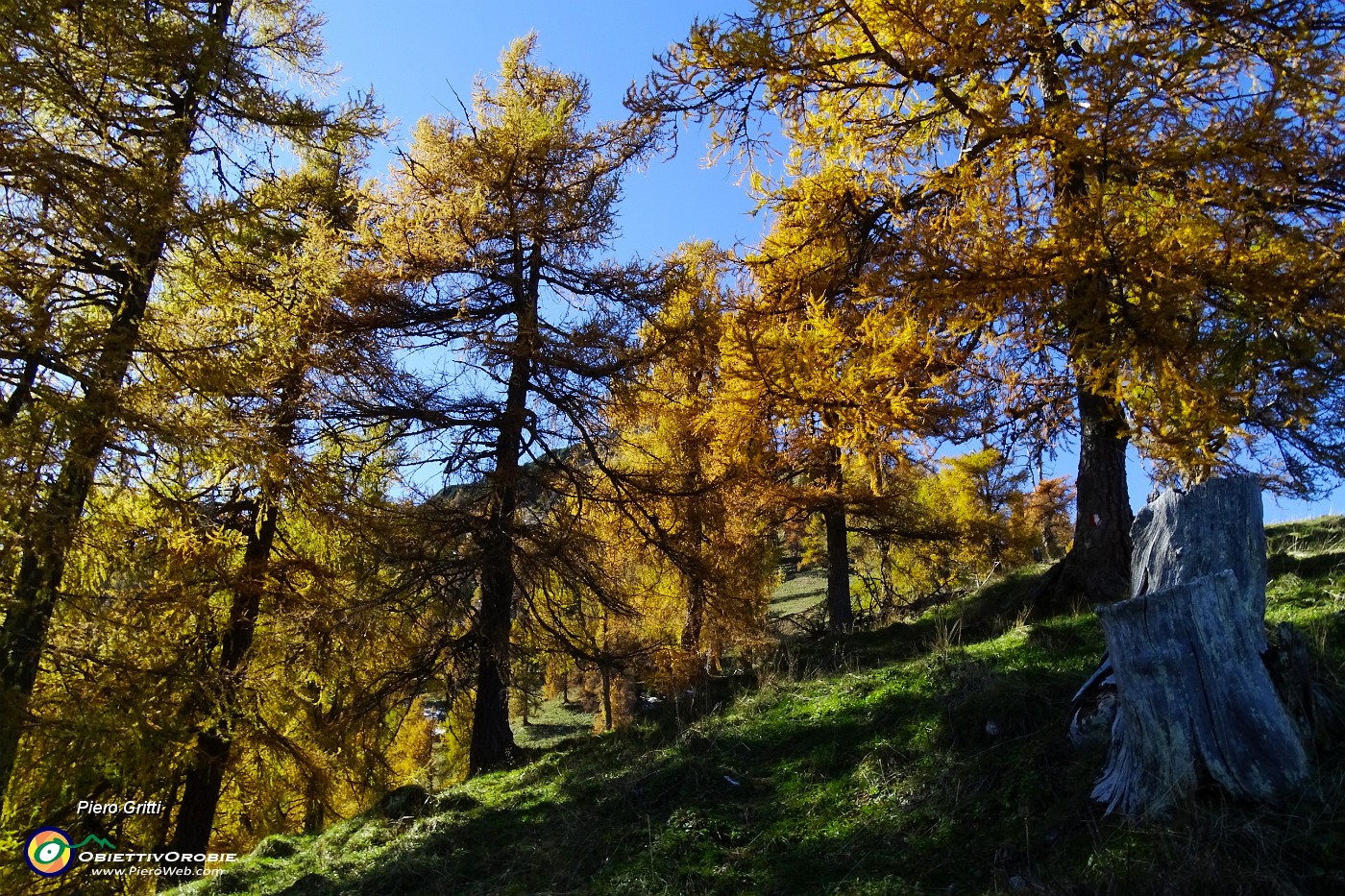 50 Larici secolari colorati d'autunno.JPG -                                